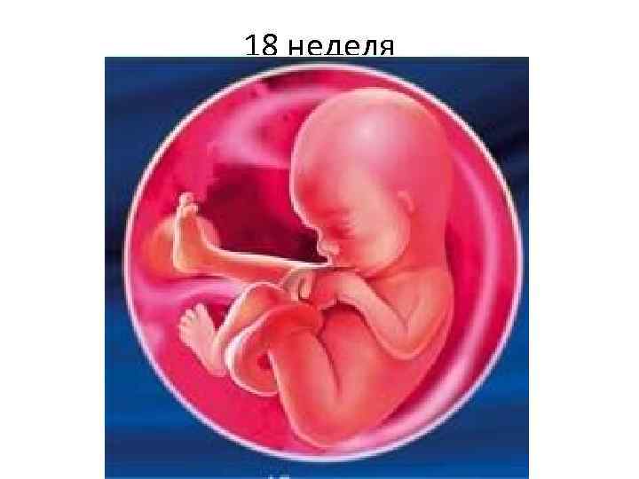 18 неделя 