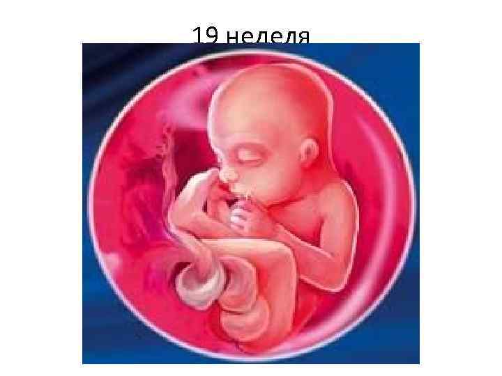 19 неделя 