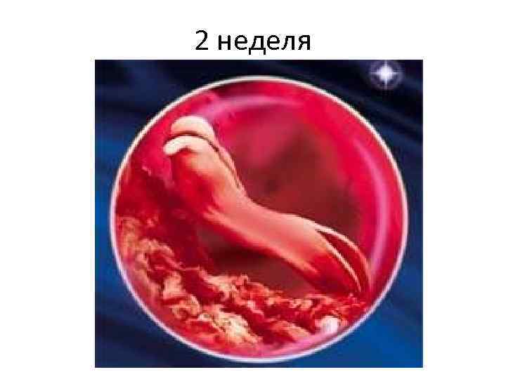 2 неделя 