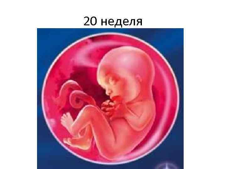 20 неделя 