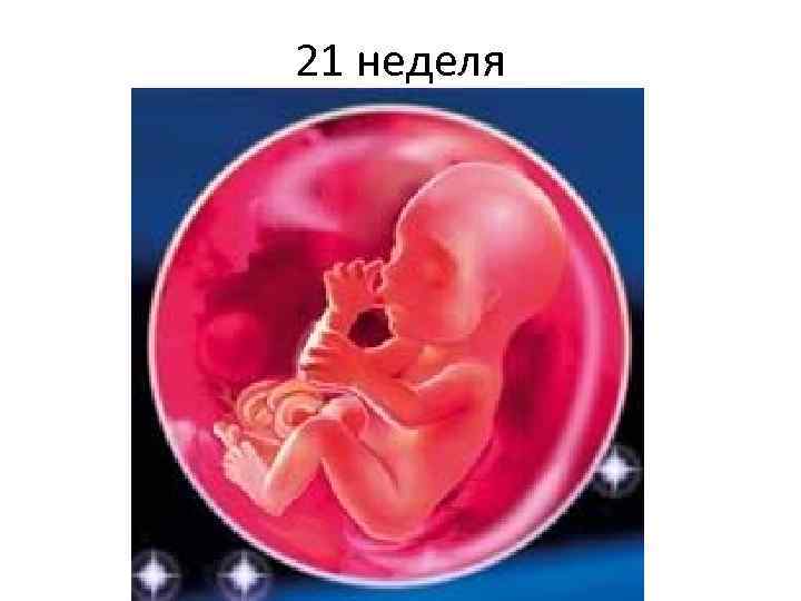 21 неделя 