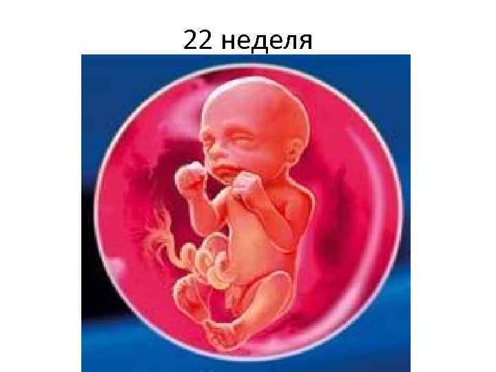 22 неделя 