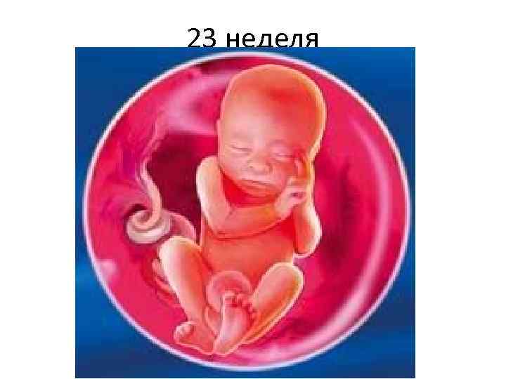 23 неделя 