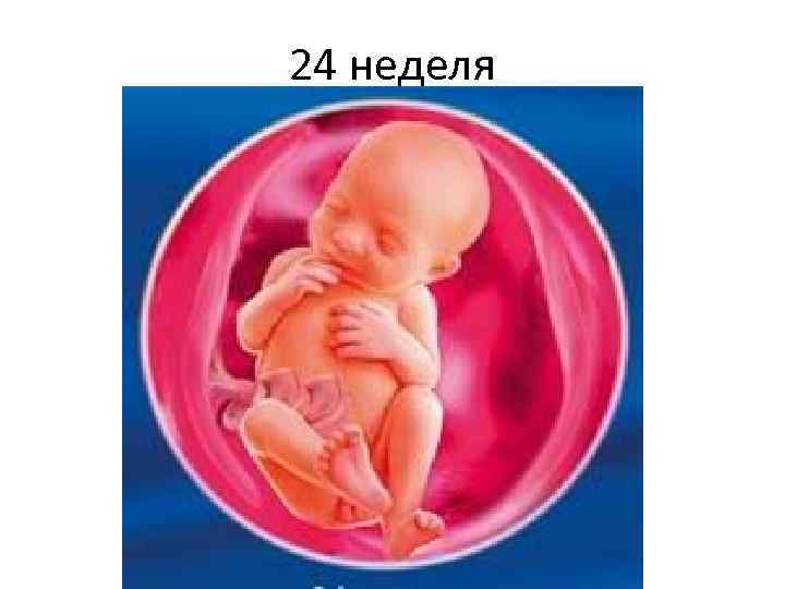 24 неделя 