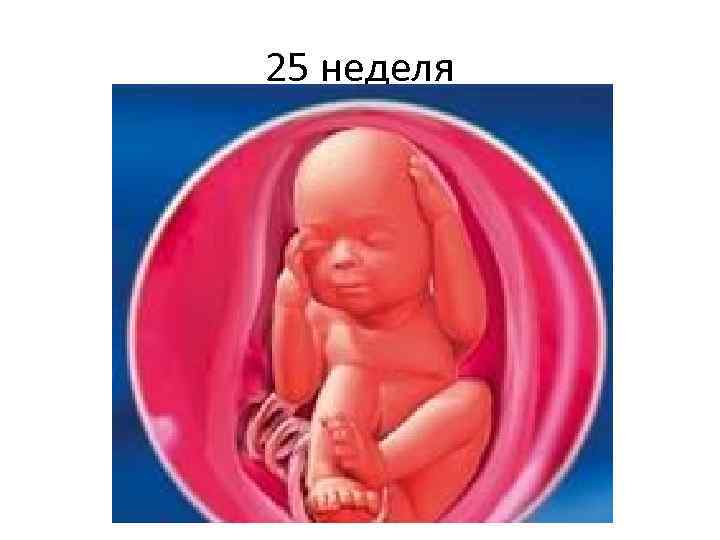 25 неделя 