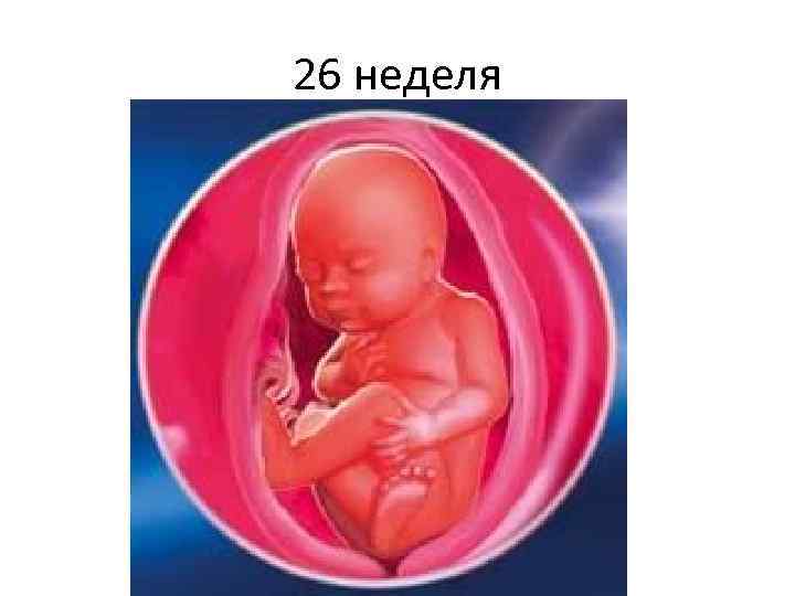 26 неделя 