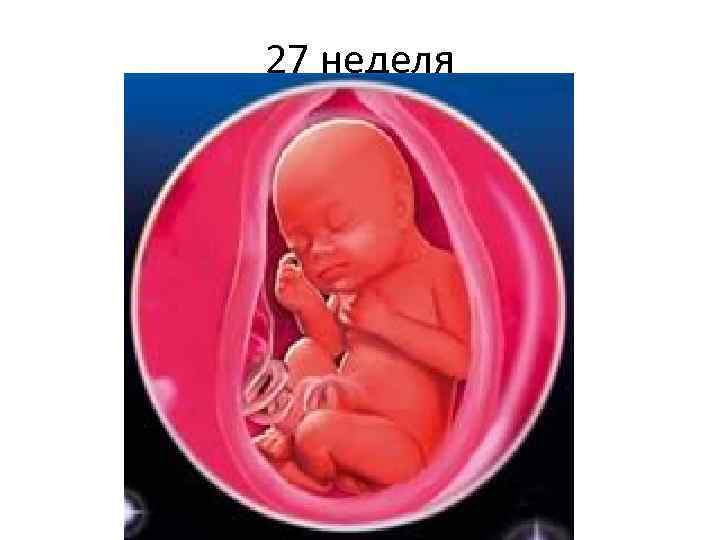 27 неделя 
