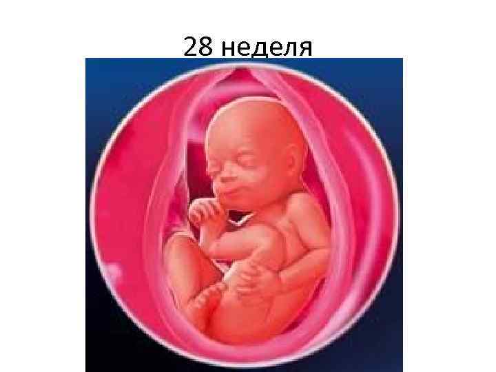 28 неделя 