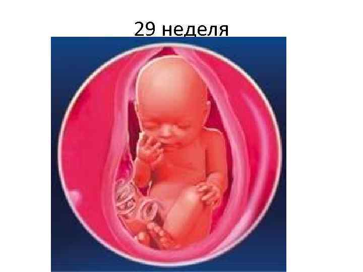 29 неделя 