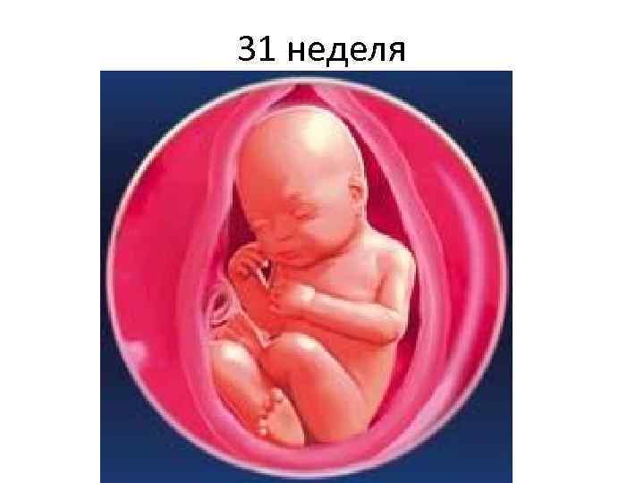 31 неделя 