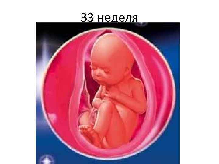 33 неделя 