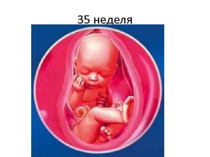 35 неделя 