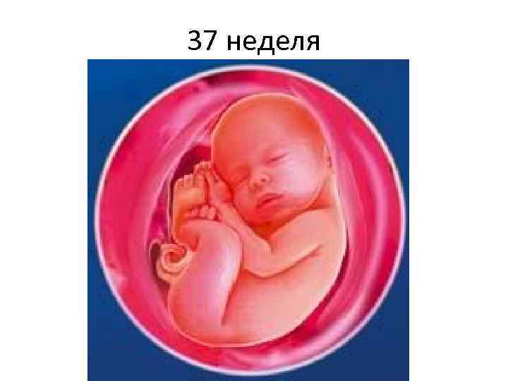 37 неделя 