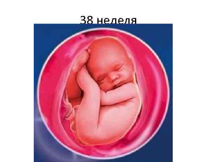 38 неделя 