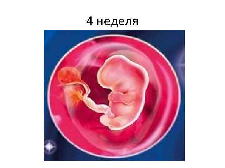 4 неделя 