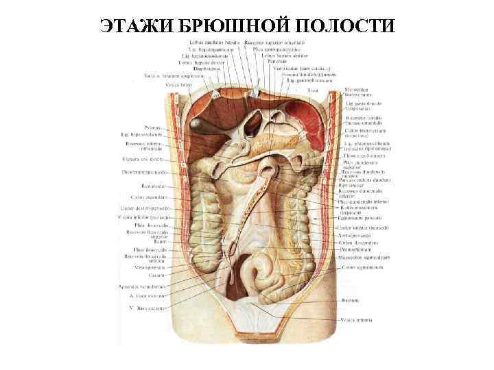 Границы верхнего этажа. Этажи полости брюшины анатомия. Верхний этаж брюшной полости топографическая анатомия. Топография Нижнего этажа брюшной полости. Границы Нижнего этажа брюшной полости топографическая анатомия.