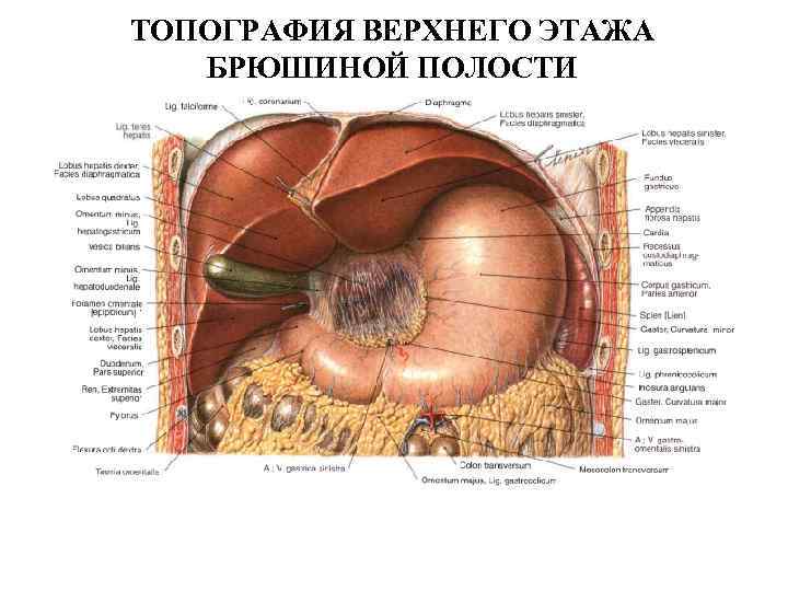 ТОПОГРАФИЯ ВЕРХНЕГО ЭТАЖА БРЮШИНОЙ ПОЛОСТИ 