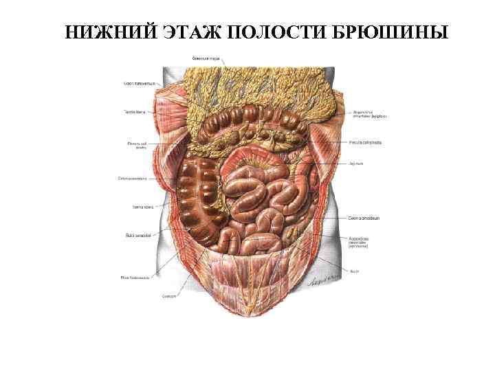 НИЖНИЙ ЭТАЖ ПОЛОСТИ БРЮШИНЫ 