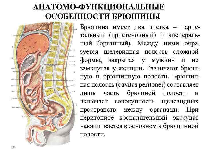 АНАТОМО-ФУНКЦИОНАЛЬНЫЕ ОСОБЕННОСТИ БРЮШИНЫ Брюшина имеет два листка – париетальный (пристеночный) и висцеральный (органный). Между