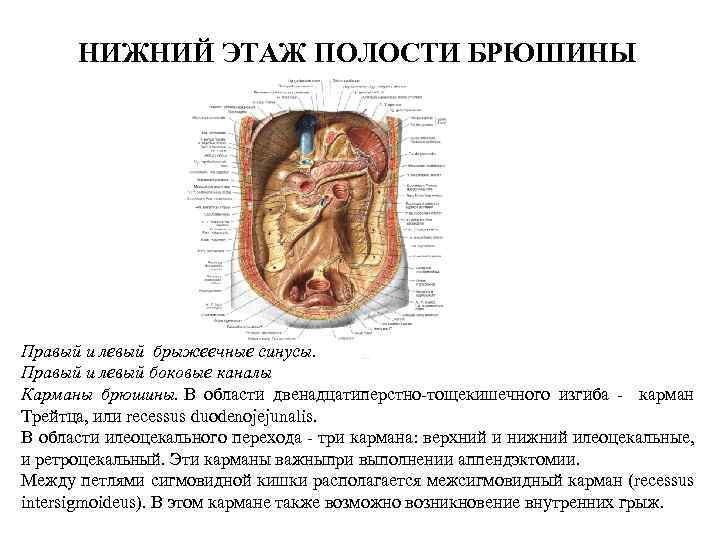 НИЖНИЙ ЭТАЖ ПОЛОСТИ БРЮШИНЫ Правый и левый брыжеечные синусы. Правый и левый боковые каналы