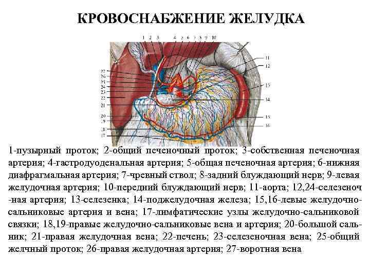 КРОВОСНАБЖЕНИЕ ЖЕЛУДКА 1 -пузырный проток; 2 -общий печеночный проток; 3 -собственная печеночная артерия; 4