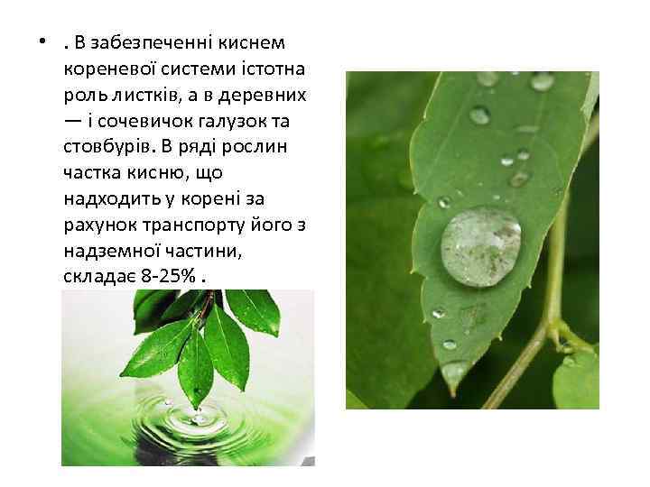  • . В забезпеченні киснем кореневої системи істотна роль листків, а в деревних