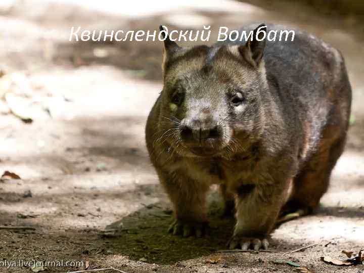 Квинслендский Вомбат 