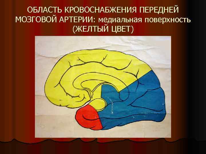 ОБЛАСТЬ КРОВОСНАБЖЕНИЯ ПЕРЕДНЕЙ МОЗГОВОЙ АРТЕРИИ: медиальная поверхность (ЖЕЛТЫЙ ЦВЕТ) 