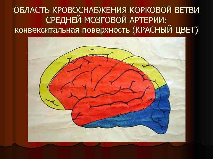 ОБЛАСТЬ КРОВОСНАБЖЕНИЯ КОРКОВОЙ ВЕТВИ СРЕДНЕЙ МОЗГОВОЙ АРТЕРИИ: конвекситальная поверхность (КРАСНЫЙ ЦВЕТ) 