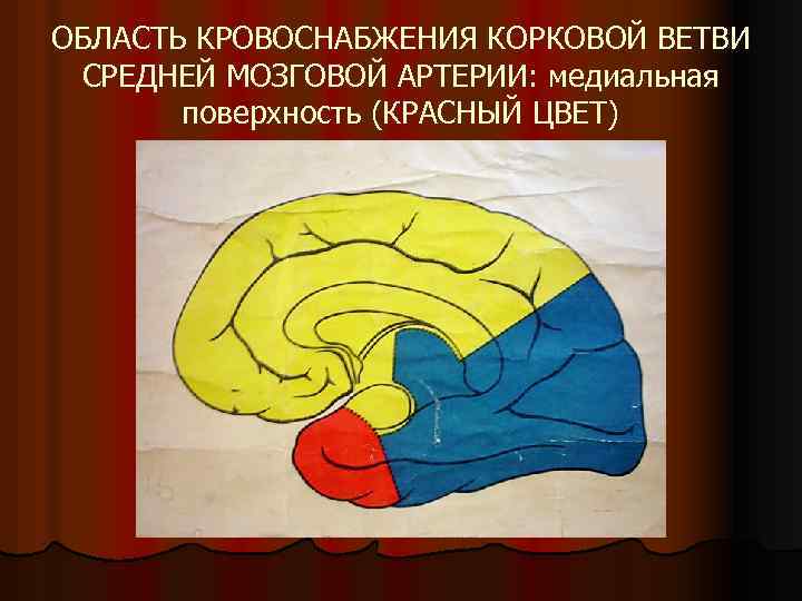 ОБЛАСТЬ КРОВОСНАБЖЕНИЯ КОРКОВОЙ ВЕТВИ СРЕДНЕЙ МОЗГОВОЙ АРТЕРИИ: медиальная поверхность (КРАСНЫЙ ЦВЕТ) 