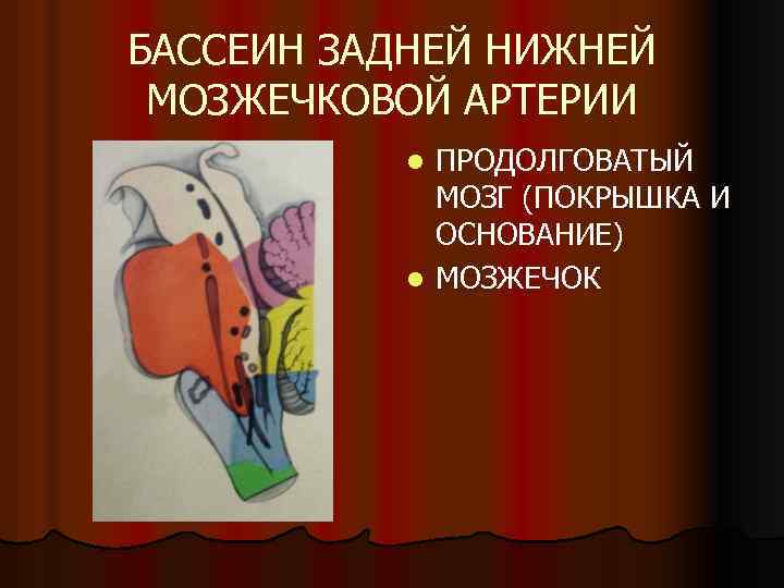 БАССЕИН ЗАДНЕЙ НИЖНЕЙ МОЗЖЕЧКОВОЙ АРТЕРИИ ПРОДОЛГОВАТЫЙ МОЗГ (ПОКРЫШКА И ОСНОВАНИЕ) l МОЗЖЕЧОК l 