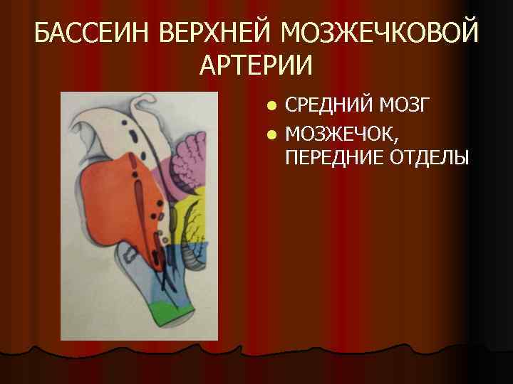 БАССЕИН ВЕРХНЕЙ МОЗЖЕЧКОВОЙ АРТЕРИИ СРЕДНИЙ МОЗГ l МОЗЖЕЧОК, ПЕРЕДНИЕ ОТДЕЛЫ l 