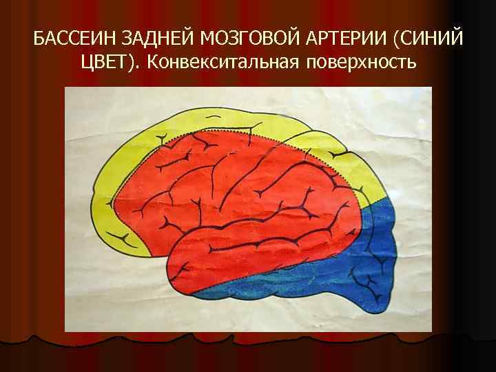 БАССЕИН ЗАДНЕЙ МОЗГОВОЙ АРТЕРИИ (СИНИЙ ЦВЕТ). Конвекситальная поверхность 