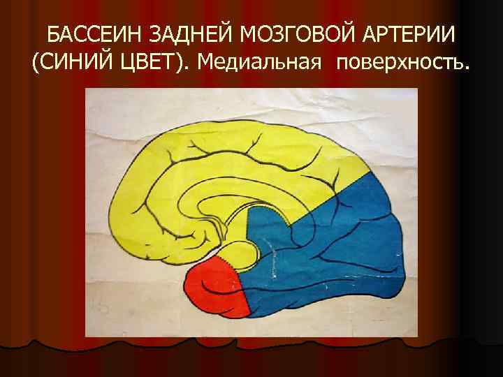 БАССЕИН ЗАДНЕЙ МОЗГОВОЙ АРТЕРИИ (СИНИЙ ЦВЕТ). Медиальная поверхность. 