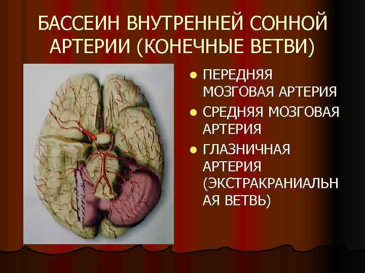 БАССЕИН ВНУТРЕННЕЙ СОННОЙ АРТЕРИИ (КОНЕЧНЫЕ ВЕТВИ) ПЕРЕДНЯЯ МОЗГОВАЯ АРТЕРИЯ l СРЕДНЯЯ МОЗГОВАЯ АРТЕРИЯ l