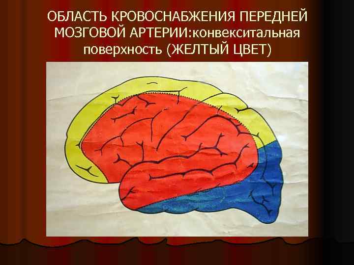 ОБЛАСТЬ КРОВОСНАБЖЕНИЯ ПЕРЕДНЕЙ МОЗГОВОЙ АРТЕРИИ: конвекситальная поверхность (ЖЕЛТЫЙ ЦВЕТ) 