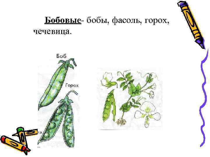 Бобовые- бобы, фасоль, горох, чечевица. 
