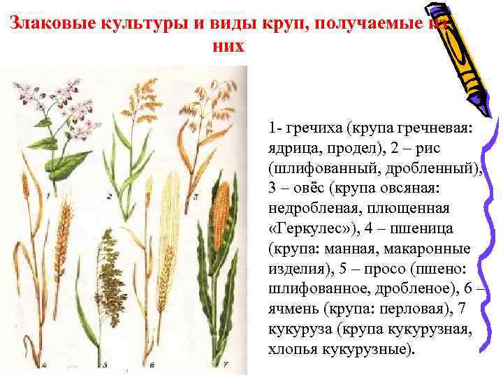 Злаковые культуры и виды круп, получаемые из них 1 - гречиха (крупа гречневая: ядрица,