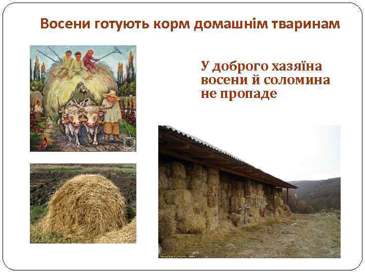 Восени готують корм домашнім тваринам У доброго хазяїна восени й соломина не пропаде 