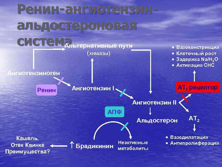 Ренин-ангиотензинальдостероновая система Альтернативные пути (химазы) · · Вазоконстрикция Клеточный рост Задержка Na/H 2 O