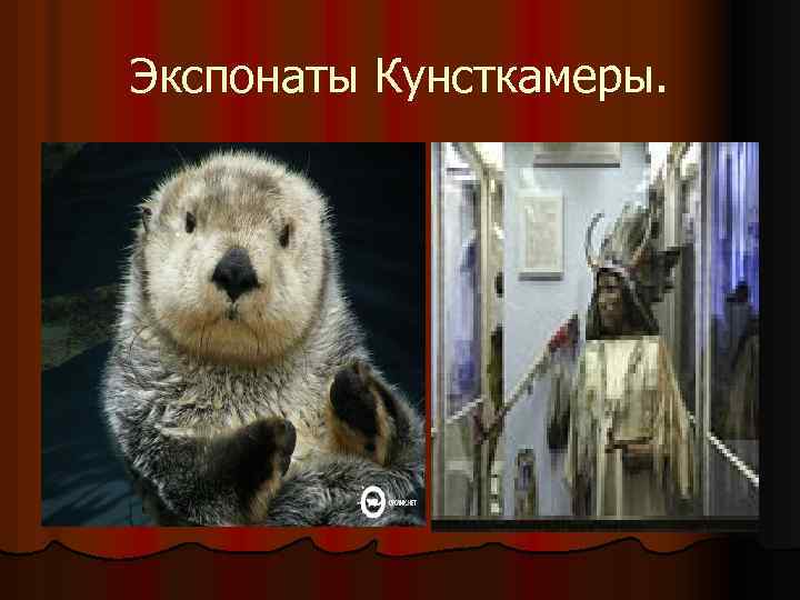 Экспонаты Кунсткамеры. 