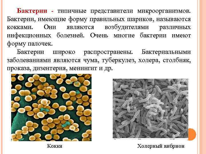 Бактерии - типичные представители микроорганизмов. Бактерии, имеющие форму правильных шариков, называются кокками. Они являются