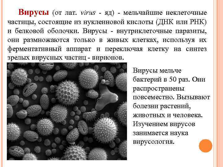 Способны жить и размножаться только в клетках других организмов картинки вирусов