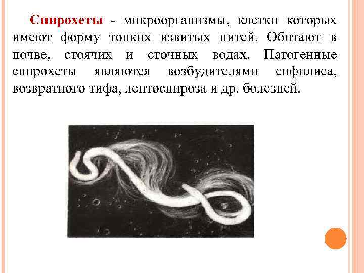 Спирохеты - микроорганизмы, клетки которых имеют форму тонких извитых нитей. Обитают в почве, стоячих