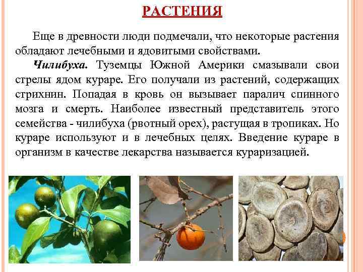 РАСТЕНИЯ Еще в древности люди подмечали, что некоторые растения обладают лечебными и ядовитыми свойствами.