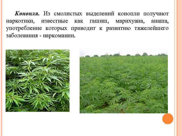 Конопля. Из смолистых выделений конопли получают наркотики, известные как гашиш, марихуана, анаша, употребление которых