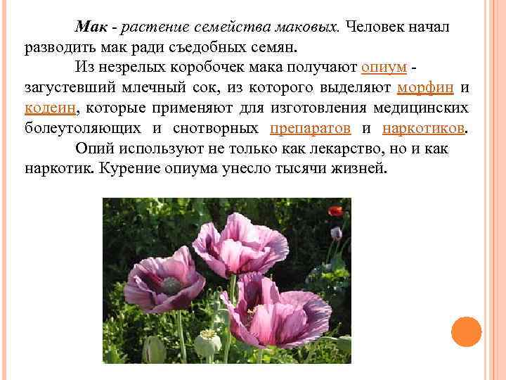 Мак - растение семейства маковых. Человек начал разводить мак ради съедобных семян. Из незрелых
