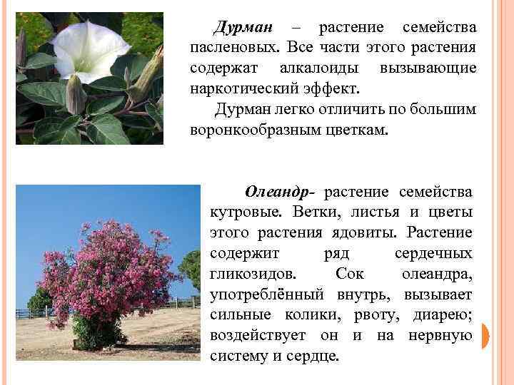 Дурман – растение семейства пасленовых. Все части этого растения содержат алкалоиды вызывающие наркотический эффект.