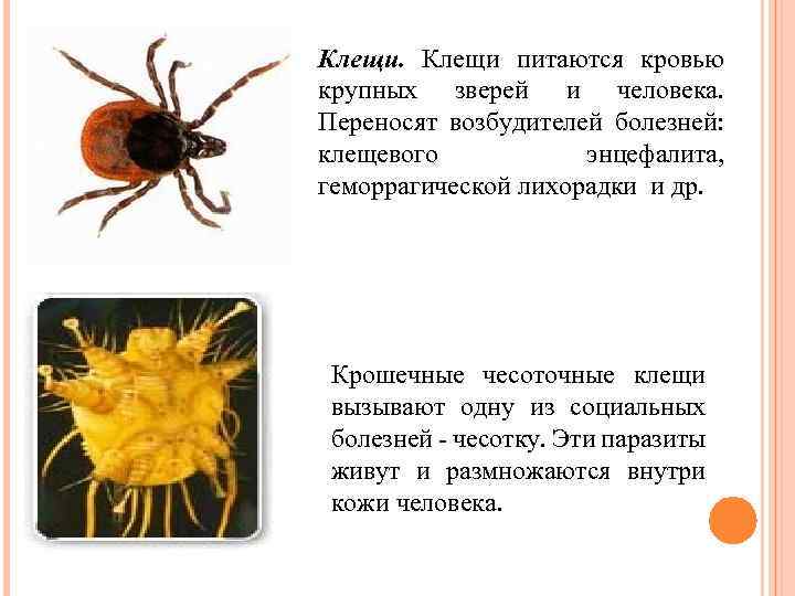 Клещи питаются кровью крупных зверей и человека. Переносят возбудителей болезней: клещевого энцефалита, геморрагической лихорадки