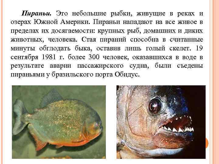 Пираньи. Это небольшие рыбки, живущие в реках и озерах Южной Америки. Пираньи нападают на